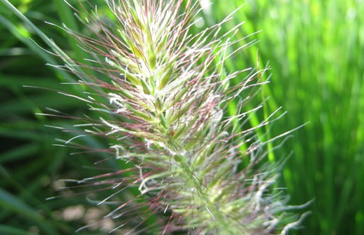 Lampborstgräs 'Hameln', blommande ax