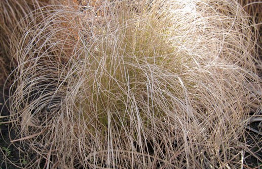 Lampborstgräs 'Hameln', vinter