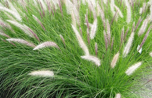 Pennisetum setaceum, fjäderborstgräs