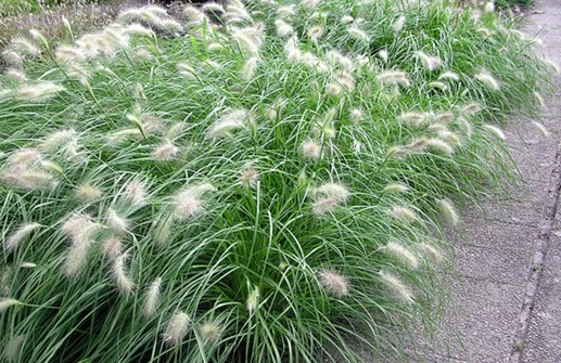 Dunborstgräs