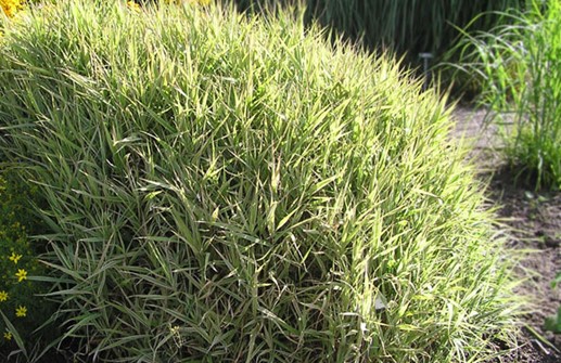 Phalaris arundinacea 'Picta', randgräs