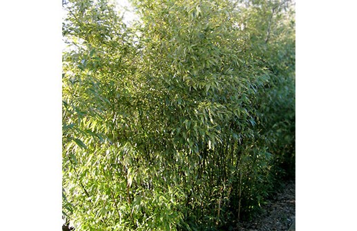 Phyllostachys nigra, svartbambu