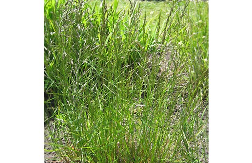 Poa nemoralis, lundgröe