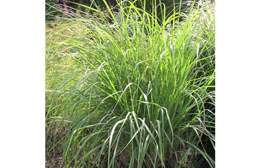 Saccharum ravennae, sockergräs