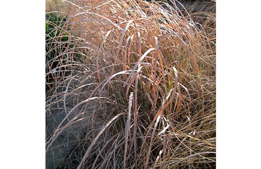 Sockergräs i vinterfärger