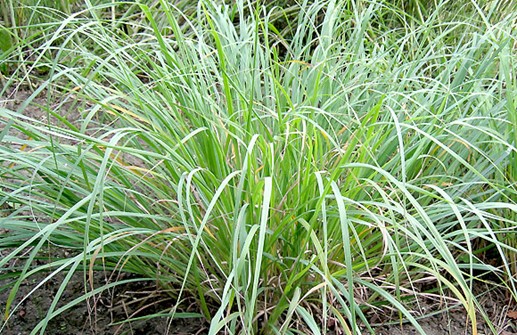 Schizachyrium scoparium, präriegräs