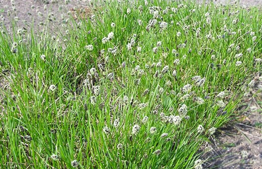 Sesleria heuffleriana, vårälväxing