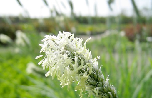 Glansälväxing, blommande ax