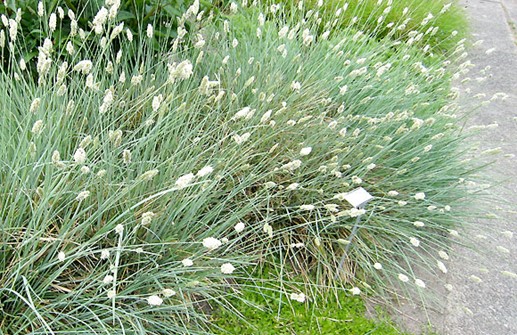 Sesleria nitida, glansälväxing