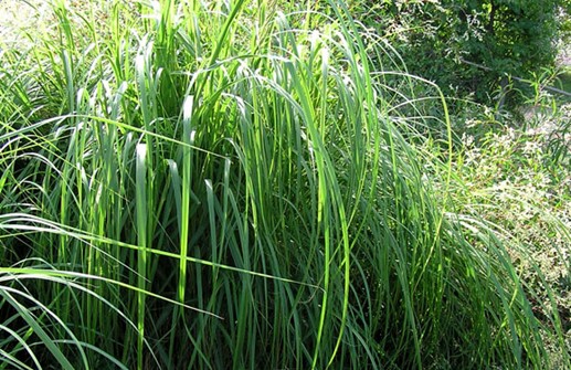 Spartina pectinata 'Aureomarginata', gullbandsgräs