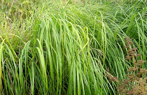 Spartina pectinata, präriemarskgräs