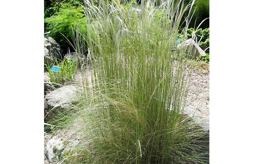 Stipa pennata, fjädergräs