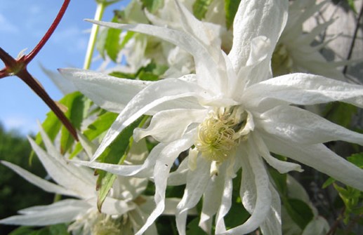 Atragene-klematis 'Albina Plena'