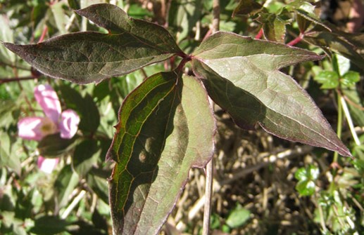 Montana-klematis 'Tetrarose', blad