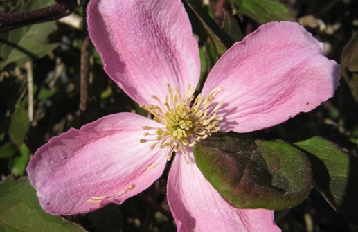 Montana-klematis 'Tetrarose'