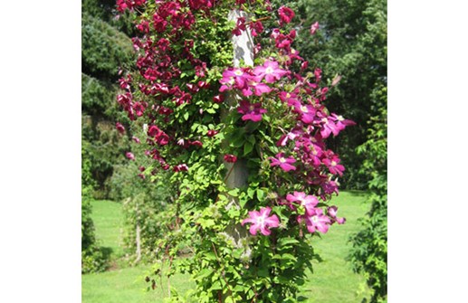 'Gipsy Queen' (den storblommiga)