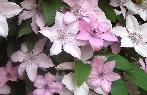 Sen storblommig klematis 'Hagley Hybrid'