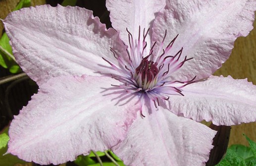 Sen storblommig klematis 'Hagley Hybrid'