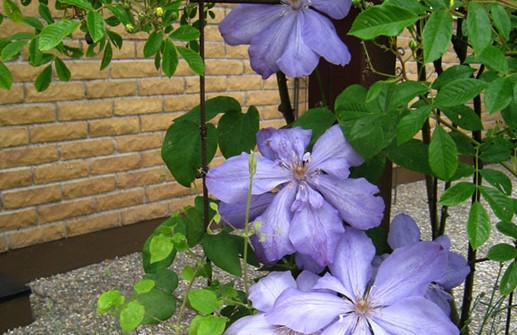 Sen storblommig klematis 'Mrs Cholmondeley'