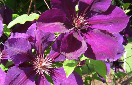 Sen storblommig klematis 'Rouge Cardinal'