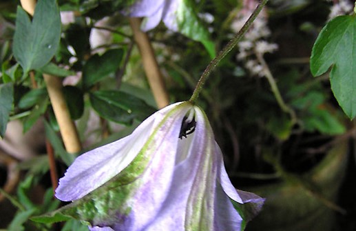 Viticella-klematis 'Alba Luxurians'