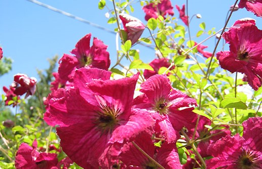 Viticella-klematis 'Rubra'