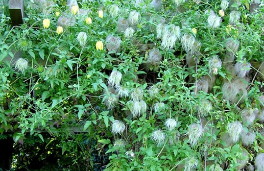 Gullklematis med blommor och fröställningar