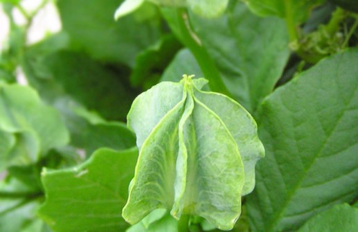 Klockranka 'Alba', blomknopp