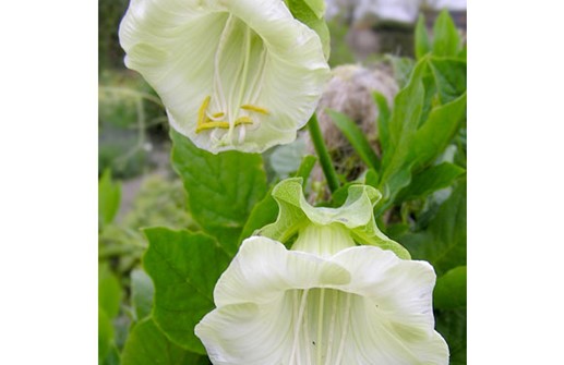 Klockranka 'Alba', blomma