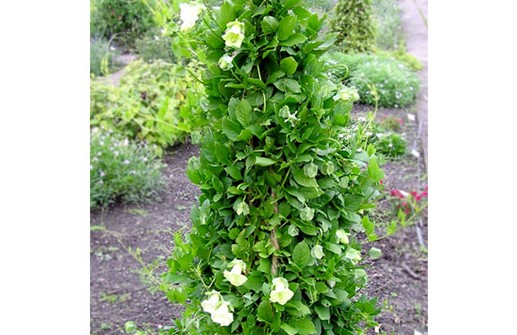 Klockranka 'Alba'