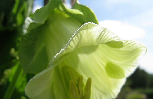 Klockranka 'Cathedral Bells', blomma