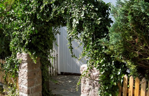 Murgröna över pergola
