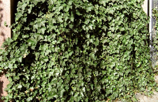 Storbladig murgröna