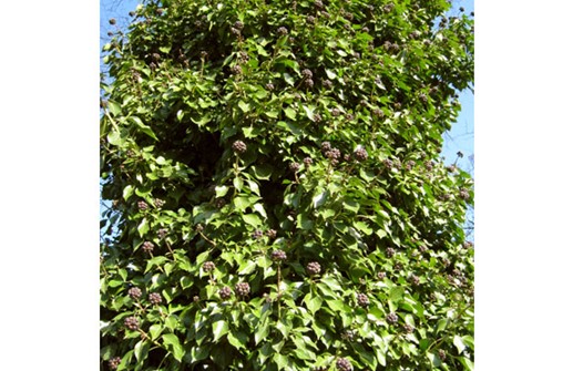 Storbladig murgröna som klättrar på träd
