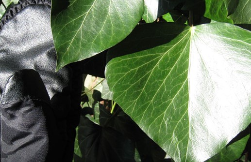 Storbladig murgröna med helbräddat blad
