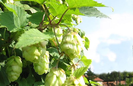 Humlens kottelika frukt