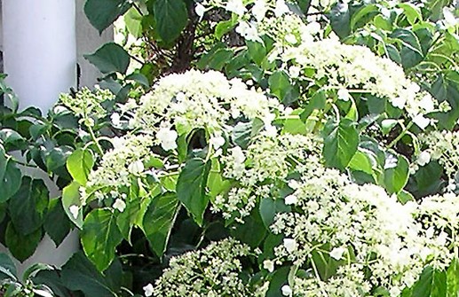 Klätterhortensia, blomma