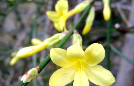 Vinterjasmin, blomma