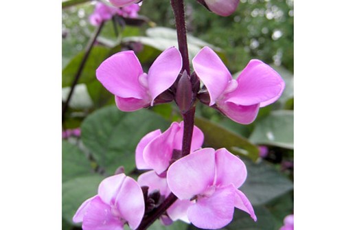 Hjälmböna 'Ruby Moon', blomma