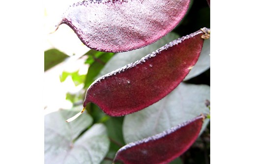 Hjälmböna 'Ruby Moon', bönskidan