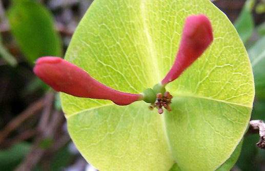 Eldkaprifol, blomskott och blad