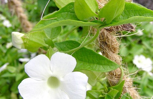 Svartöga 'Summer White', blomma