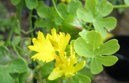 Fjärilskrasse, blomma och blad