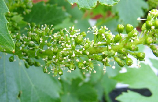 Blommande vin