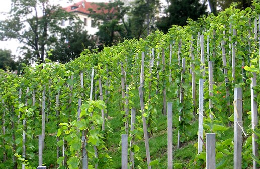 Vinfält i sluttning