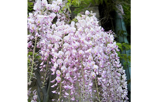 Blåregnets blommor i klasar