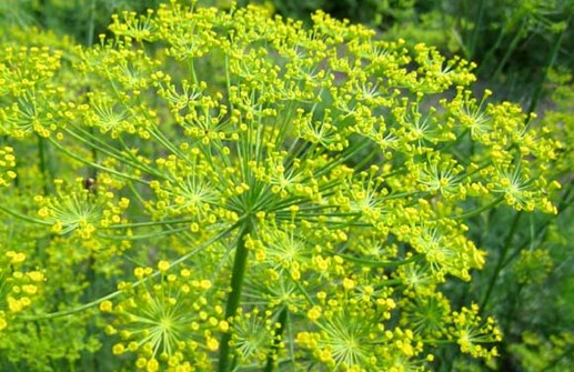 Dill, blomma