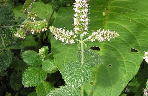 Äppelmynta, blomma