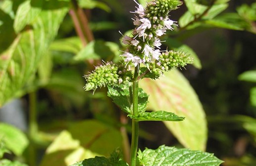 Grönmynta, blomma