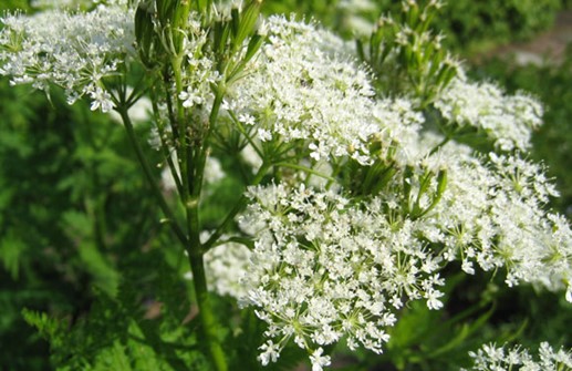 Spansk körvel, blomma